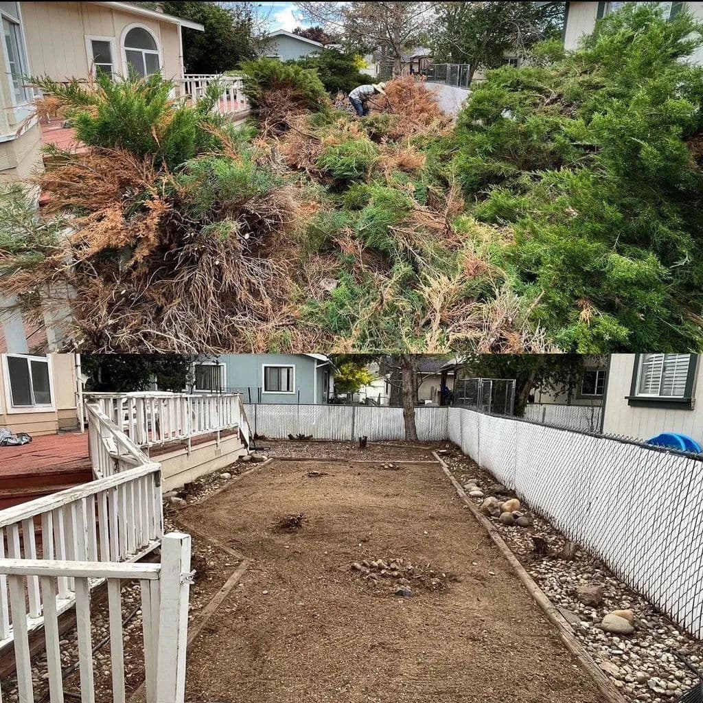 Before and after landscaping transformation: overgrown bushes cleared for an empty yard.
