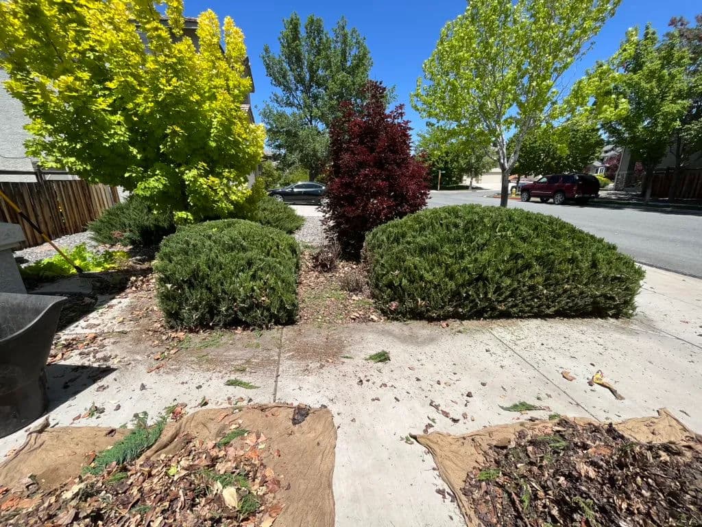 Landscape with trimmed bushes, fresh mulch, and green trees on a sunny day.