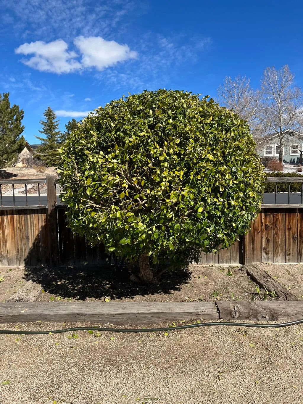 Round green bush with vibrant leaves against a clear blue sky and wooden fence.
