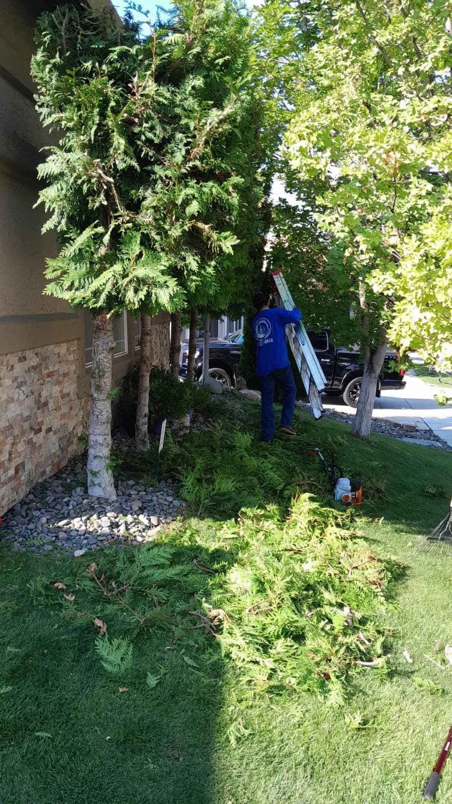 Man using a ladder to trim trees and bushes in a landscaped yard. Garden tools nearby.