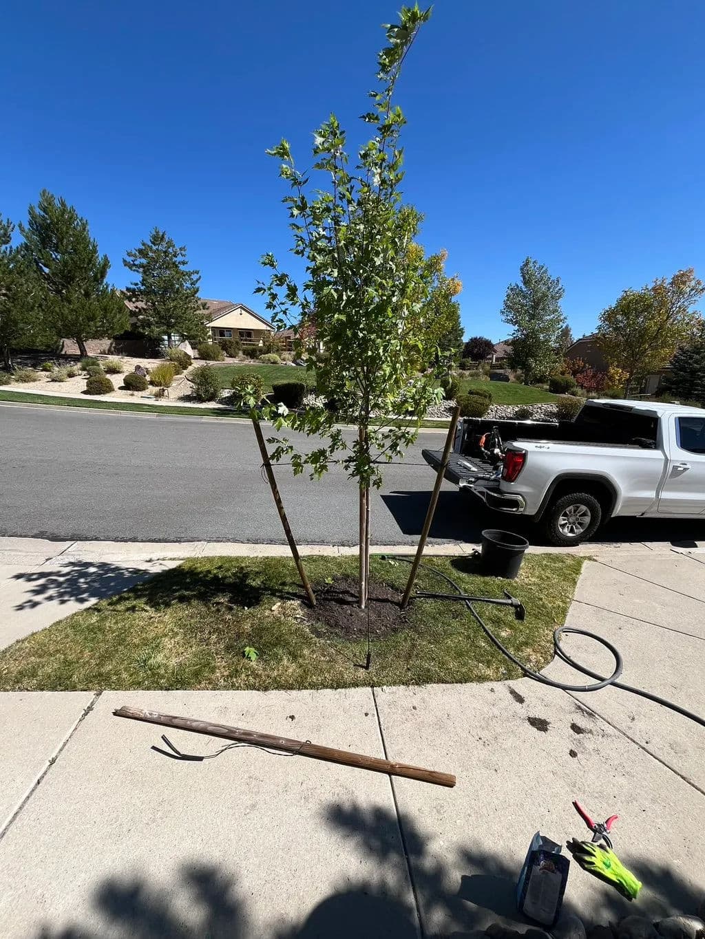 Newly planted tree supported by stakes in a residential neighborhood with a truck nearby.